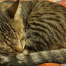 %name%, a %color% %breed% %type%