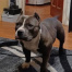 %name%, a %color% %breed% %type%