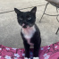 Lost Pet Image.