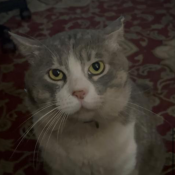 Jackson, a Light-grey, White Domestic Shorthair Mix Cat