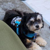 Taz, a Black, White, Cream Shih tzu Dog