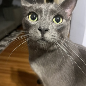Juno, a Dark-grey, Grey Russian Blue Cat