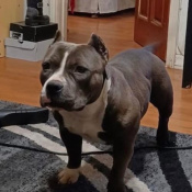 %name%, a %color% %breed% %type%
