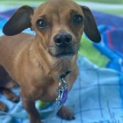 Lost Pet Image.