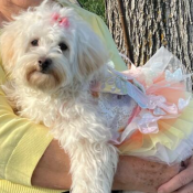 Luna, a Cream Maltipoo (Maltese + Poodle) Dog