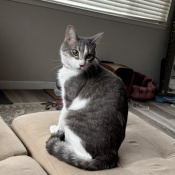 Smokey, a Grey Domestic Shorthair Cat