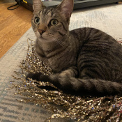 Jordan, a Brown Domestic Shorthair Cat