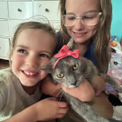 Tiny Tiger, a Unknown Domestic Shorthair Cat