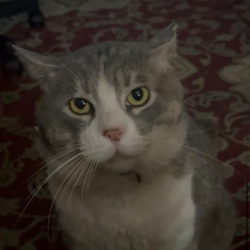 {petName}, a Light-grey, White Domestic Shorthair Mix Cat