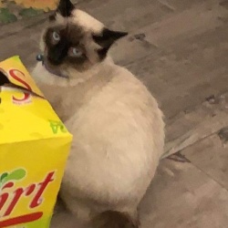 Benito, a Light-grey, Dark-grey, Black, White Domestic Shorthair Cat