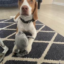 Moja, a White, Tan Beagle Dog