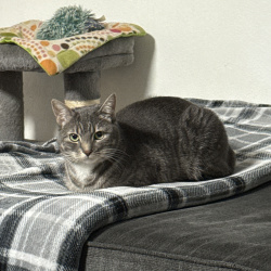 {petName}, a Grey, Dark-grey Domestic Shorthair Cat
