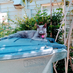 {petName}, a Grey Domestic Shorthair Cat