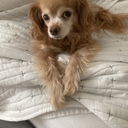 Murphy, a Tan, Orange Chihuahua (Long Coat) Dog