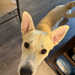 %name%, a %color% %breed% %type%