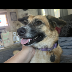 {petName}, a Orange, Tan, Light-brown Australian Cattle Dog Mix Dog