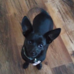 Lucky, a Black Chihuahua Sh Dog