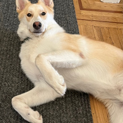 {petName}, a White, Red, Dark-brown Husky Mix Dog