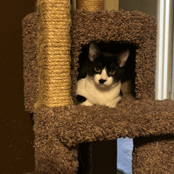 {petName}, a black  &white Domestic Shorthair Cat