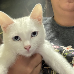 {petName}, a White Domestic Shorthair Cat