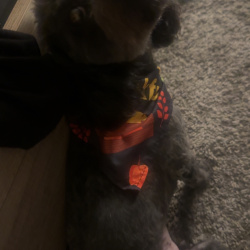 {petName}, a Black Poodle Mix Dog