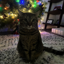 {petName}, a Grey AMerican Shorthair Cat