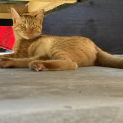 {petName}, a Black, Apricot, Orange Domestic Shorthair Cat