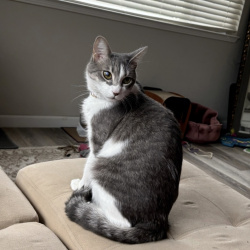 {petName}, a Grey Domestic Shorthair Cat