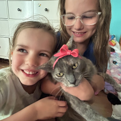 {petName}, a Unknown Domestic Shorthair Cat