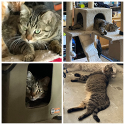 {petName}, a Brn Tabby Domestic Sh Cat