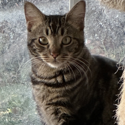 {petName}, a Brown, Black American Bobtail Cat