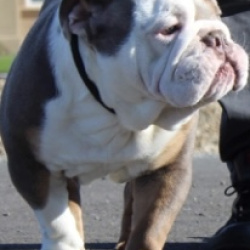{petName}, a Tan/White Eng Bulldog Dog