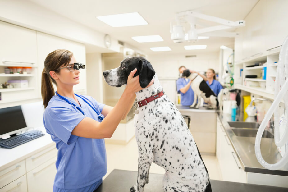 Dogs being examined by veterinarians